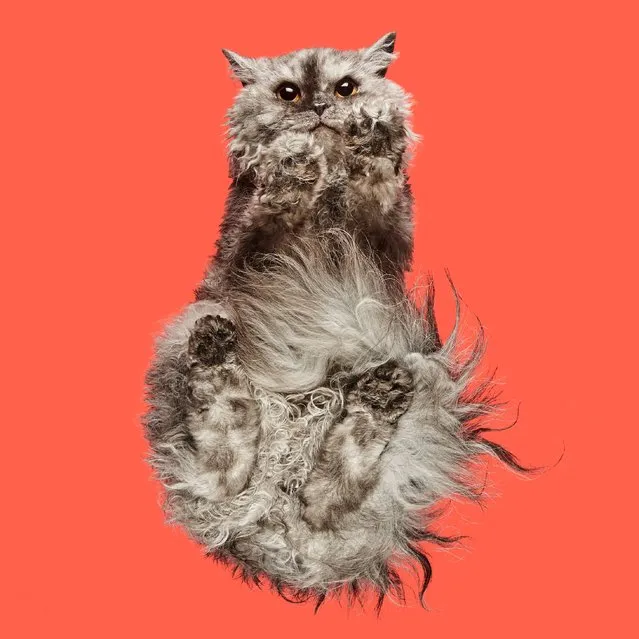 In his adorable series of images, photographer Andrius Burba takes a look at all kinds of furry and fantastic moggies – from underneath. From furry fluff-balls to hairless kitties, felines from all corners of the globe make up the creative photographer's latest project. Andrius, from Lithuania, created a technique whereby his camera is hidden in a Perspex box, that the cats are encouraged to walk across – resulting in some truly wonderful captures. (Photo by Andrius Burba/Caters News Agency/Underlook)