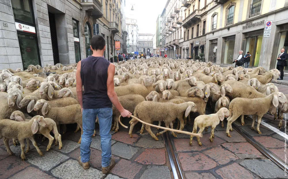 Sheep In The Streets Of Milan During Filming For The Last Shepherd