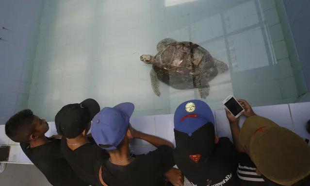 Tossing coins in a fountain for luck is a popular superstition, but a similar belief brought misery to a sea turtle in Thailand from whom doctors have removed 915 coins. Veterinarians in Bangkok operated Monday on the 25-year-old female green sea turtle nicknamed “Bank”, whose indigestible diet was a result of many tourists seeking good fortune tossing coins into her pool over many years in the eastern town of Sri Racha. Many Thais believe that throwing coins on turtles will bring longevity. Typically, a green sea turtle has a lifespan of around 80 years, said Roongroje Thanawongnuwech, dean of Chulalongkorn University's veterinary faculty. It is listed as an endangered species by the International Union for Conservation of Nature. The loose change eventually formed a heavy ball in her stomach weighing 5 kilograms (11 pounds). The weight cracked the turtle's ventral shell, causing a life-threatening infection. Five surgeons from Chulalongkorn University's veterinary faculty patiently removed the coins over four hours while “Bank” was under general anesthesia. The stash was too big to take out through the 10-cm (4-inch) incision they had made, so it had to be removed a few coins at a time. Many of them had corroded or partially dissolved. “The result is satisfactory. Now it's up to Bank how much she can recover”, said Pasakorn Briksawan, one of the surgical team. While recovering in Chulalongkorn University's animal hospital, the turtle will be on a liquid diet for the next two weeks. Bank was brought in to veterinarians by the navy, which found her ailing in her seaside hometown. It was only after a detailed 3D scan that veterinarians pinpointed the weighty and unexpected problem. As well as the coins they also found 2 fish hooks, which were also removed today. The surgery team leader said Monday that when she discovered the cause of the turtle's agony she was furious. “I felt angry that humans, whether or not they meant to do it or if they did it without thinking, had caused harm to this turtle”, said Nantarika Chansue, head of Chulalongkorn University's veterinary medical aquatic animal research center. Thai media began publicizing the turtle's tale last month after she was found, and in response, some 15,000 baht ($428) in donations was raised from the public to pay for her surgery. Here: In this Friday, March 3, 2017 photo, young visitors watch the female green green turtle nicknamed “Bank” swim in a pool at Sea Turtle Conservation Center n Chonburi Province, Thailand. (Photo by Sakchai Lalit/AP Photo)