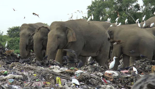 Wild elephants scavenge for food at an open landfill in Pallakkadu village in Ampara district, about 210 kilometers (130 miles) east of the capital Colombo, Sri Lanka, Thursday, January 6, 2022. Conservationists and veterinarians are warning that plastic waste in the open landfill in eastern Sri Lanka is killing elephants in the region, after two more were found dead over the weekend. Around 20 elephants have died over the last eight years after consuming plastic trash in the dump. Examinations of the dead animals showed they had swallowed large amounts of nondegradable plastic that is found in the garbage dump, wildlife veterinarian Nihal Pushpakumara said. (Photo by Achala Pussalla/AP Photo)