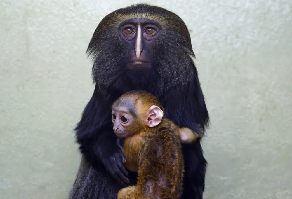 The Week in Pictures: Animals, April 5 – April 11, 2014