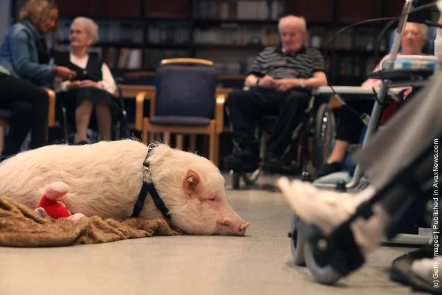 Physiotherapist Uses Pig To Offer Emotional Therapy