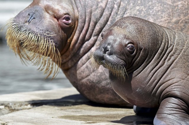 Female walrus Polosa and her 4-weeks old cub, nameless until now, are pictured in Hagenbecks zoo in Hamburg, Germany, July 2, 2015. (Photo by Fabian Bimmer/Reuters)