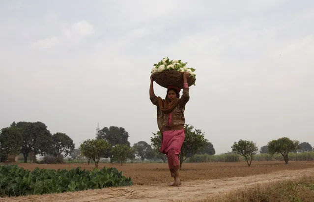 A girl carries a basket of harvested cauliflower from the field to a collection point nearby at a farm outside Faisalabad, Pakistan February 4, 2017. (Photo by Fayyaz Hussain/Reuters)