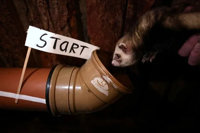 A ferret is seen at the start of the time track during the Ferret Racing Championship at the Craven Arms and Cruck Barn in Appletreewick, Britain, February 16, 2022. (Photo by Lee Smith/Reuters)
