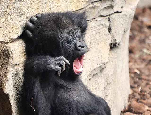 This tiny and adorable baby gorilla was caught with its mouth ag-ape as it let out an almighty yawn. (Photos by Dusica Paripovic/Mercury Press)