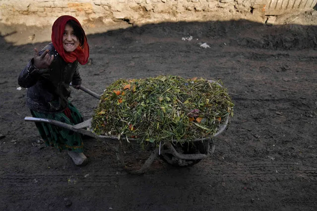 A girl pushes a wheelbarrow full of grass to feed a goat at a poor neighborhood in Kabul, Afghanistan, Wednesday, February 16, 2022. (Photo by Hussein Malla/AP Photo)