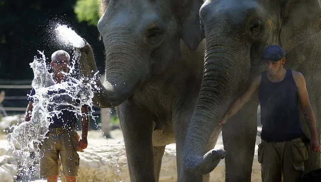 Elephants and their keepers use the pool water to cool down at the zoo Hellabrunn in Munich, Germany,  Wednesday, July 22, 2015. (Photo by Matthias Schrader/AP Photo)