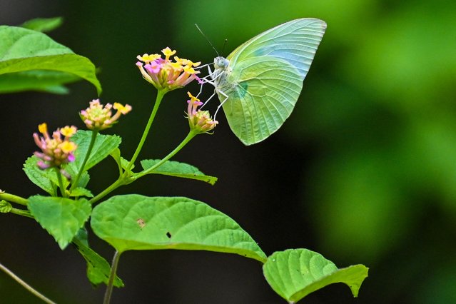 A butterfly stands on a wild forest flower at Seulimeum in Indonesia's Aceh province on March 4, 2023 (Photo by Chaideer Mahyuddin/AFP Photo)