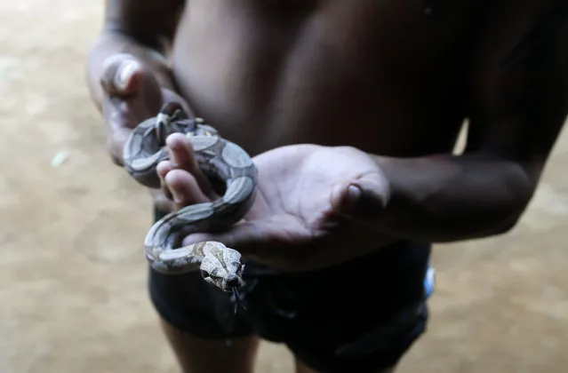 A member of the Amazonian Tatuyo tribe holds a snake while waiting for tourists in his village in the Rio Negro (Black River) near Manaus city, a World Cup host city, June 23, 2014. Because of their proximity to host city Manaus and their warm welcome, the Tatuyo have enjoyed three weeks of brisk business thanks to the World Cup. Usually, they host between 10 and 30 tourists a day. During the World Cup, this number has rocketed to 250 a day, They have become richer and other communities now come to them to sell them juices and fishes. (Photo by Andres Stapff/Reuters)