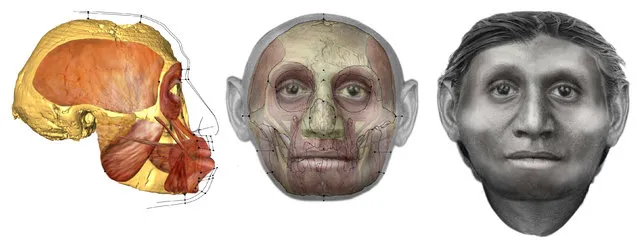 This artist’s illustration shows the head of the diminutive extinct human species Homo floresiensis, better known as the “Hobbit”, known from fossils unearthed on the Indonesian island of Flores. Newly discovered fossils indicate that these tiny people evolved from a big-bodied extinct human species called Homo erectus that first arose in Africa and later spread to Asia. (Photo by Courtesy Susan Hayes/Reuters)