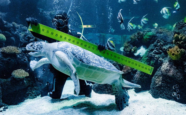 Diver Oliver Volz measures sea turtle “Speedy” during an annual stock take at the aquarium of the SeaLife in Timmendorfer Strand, northern Germany, on January 3, 2019. (Photo by Markus Scholz/DPA/AFP Photo)