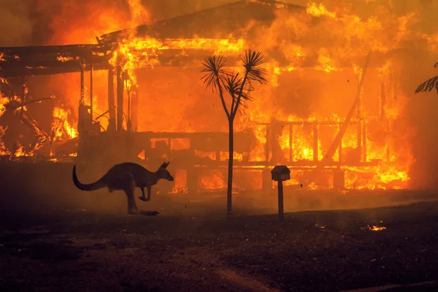 A kangaroo passes a burning house in Lake Conjola, Australia on January 1, 2020. Australian authorities have made a final plea for people to flee bushfire-affected areas in three states as conditions became so dangerous that firefighters may be unable to defend entire towns. (Photo by Matthew Abbott/New York Times/Redux/eyevine)