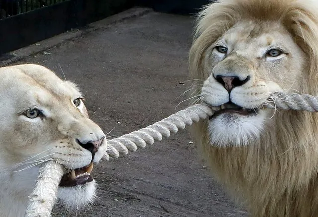 Five-years-old white African lions Almaz (R) and Agata pull a rope as they play with employees at the Royev Ruchey Zoo in the suburbs of the Siberian city of Krasnoyarsk, Russia, August 1, 2015. (Photo by Ilya Naymushin/Reuters)