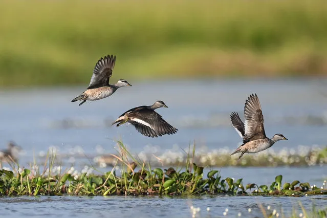 This photo taken on January 11, 2020 shows cotton pygmy geese flying at Moeyungyi wetlands in Bago Division, around 70 miles north of Yangon. The lake is home to 12 mammal varieties, 28 species of amphibians and reptiles, 33 kinds of insects, 59 migratory birds, 77 native birds, 44 fish species, and 74 types of aquatic plants. (Photo by Ye Aung Thu/AFP Photo)
