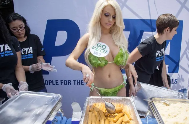 Vegetarian 19-year-old model Courtney Stodden gets ready to serve veggie hot dogs wearing a lettuce bikini during a People for the Ethical Treatment of Animals (PETA)  free veggie dog handout on Capitol Hill in Washington, DC, July 16, 2014. (Photo by Jim Watson/AFP Photo)