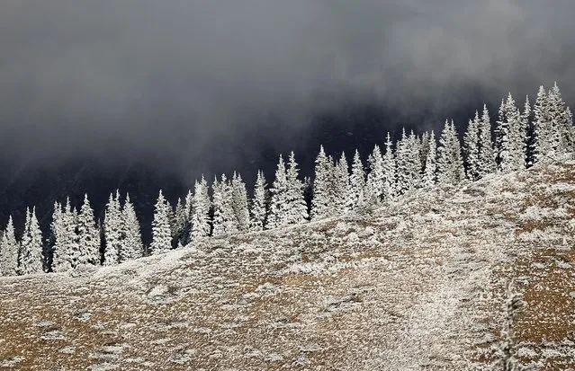 Hoar-frost covered trees are seen in a mountain outside Almaty, Kazakhstan on November 6, 2019. (Photo by Pavel Mikheyev/Reuters)