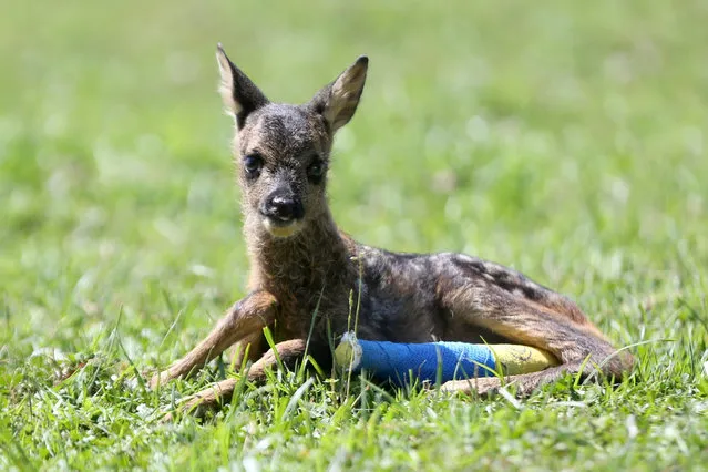 An injured baby roe deer is seen after being treated by experts of the rehabilitation center at Efteni Lake Wildlife Development Area in Duzce, Turkiye on June 06, 2022. (Photo by Omer Urer/Anadolu Agency via Getty Images)