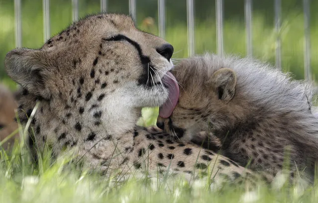 One of the newly born cheetah quintuplets is licked by its mother Savannah at their enclosure at the zoo in Prague, Czech Republic, Thursday, August 3, 2017. The five cubs, three male and two female, were born on May 15, 2017. Scientists say every cheetah cub is critical to saving the species, which is threatened with extinction in the wild. (Photo by Petr David Josek/AP Photo)