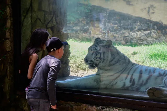 Children observe the tiger of revenge while it rests in a place in its habitat. Cali, Colombia on June 15, 2022. The zoo, founded in 1969, is located in the city of Santiago de Cali, Colombia and considered one of the best in Latin America. It houses more than two thousand animals on its extensive land. The park, located within the municipal forest and on the banks of the Cali River, has around 350 animals of 233 species, including amphibians, mammals, reptiles, birds, fish and butterflies. (Photo by Edwin Rodriguez Pipicano/Anadolu Agency via Getty Images)