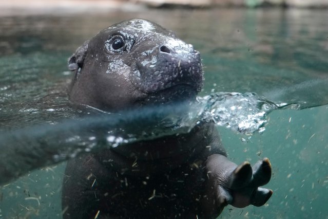 A pygmy hippopotamus cub named Toni dives through a pool for the first time for the public at the zoo in Berlin, Germany, Tuesday, October 29, 2024. (Photo by Markus Schreiber/AP Photo)