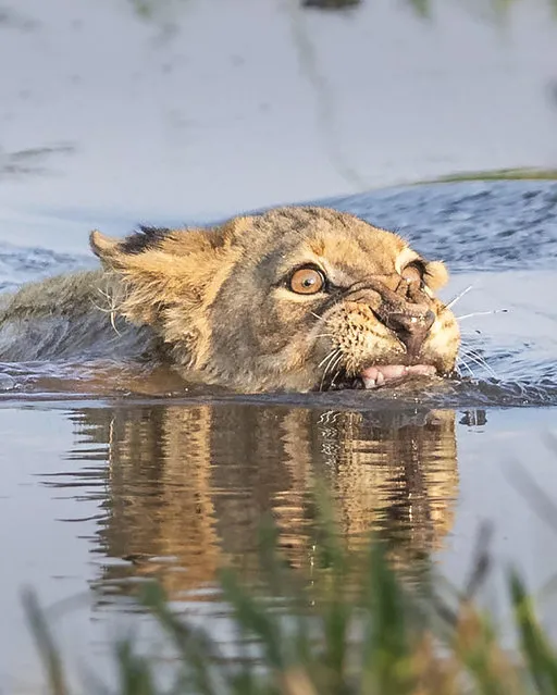A lion cub grimaces as it swims through the Khwai River in Botswana in July 2022, as a Nile crocodile lurks below. The African lion managed to join its pride on the other side. (Photo by Sabine Stols/Pangolin Safaris/Solent News)