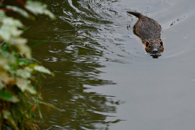 This photograph shows a nutria (Myocastor coypus) swimming in a pond in Woippy, northeastern France, on November 5, 2024. (Photo by Jean-Christophe Verhaegen/AFP Photo)
