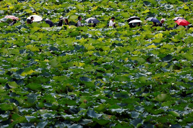 Visitors queue to wait between lotus leaves inside the Ueno Zoological Garden to see and say goodbye to 19-year-old giant pandas “Shin Shin” and “Ri Ri”, on the last public viewing day for the pandas before they return to China to be treated for high blood pressure, in Tokyo, Japan on September 28, 2024. (Photo by Issei Kato/Reuters)