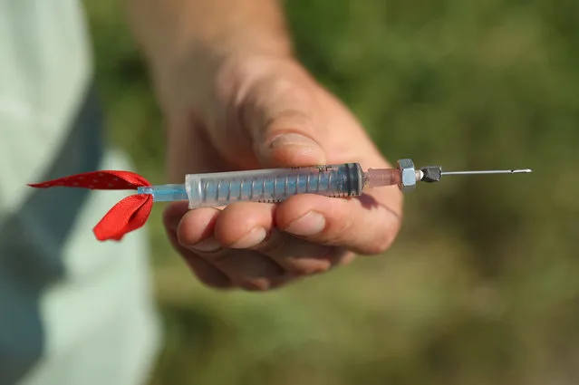 A dog catcher holds a tranquilizer dart he had just used in an attempt to capture a stray dog inside the exclusion zone around the Chernobyl nuclear power plant on August 17, 2017 in Chornobyl, Ukraine. (Photo by Sean Gallup/Getty Images)