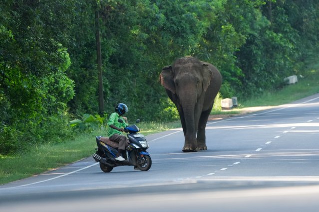 A motorcyclist returns his bike in the face of a wild elephant in Habarana, Sri Lanka, on November 2, 2024. (Photo by Thilina Kaluthotage/NurPhoto/Rex Features/Shutterstock)