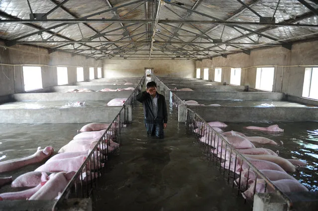 An employee wipes away tears as he walks through a flooded farm, where pigs cannot be moved away from due to an environmental protrection and epidemic prevention measure, before he leaves for safer place in Liu'an, Anhui Province, China, July 4, 2016. (Photo by Reuters/Stringer)