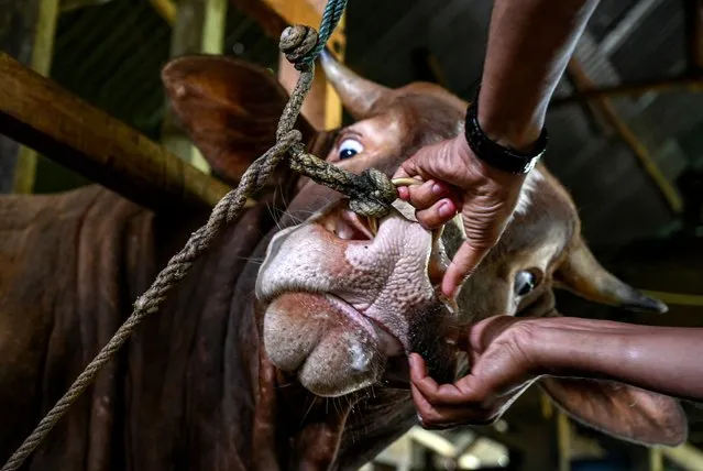 A veterinarian inspects a cow for foot-mouth-disease ahead of Eid al-Adha, the feast of the sacrifice marking the end of the Hajj pilgrimage to Mecca and commemorates Prophet Abraham's readiness to sacrifice his son to show obedience to Allah, at a cowshed in Lambaro, Aceh province on July 7, 2022. (Photo by Chaideer Mahyuddin/AFP Photo)