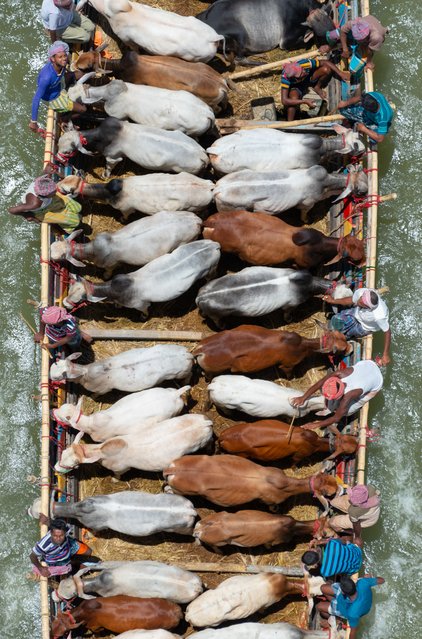 Sellers transport dozens of cattle into narrow boats with tens of people on as they are taken for sale at a market in Munshiganj, Bangladesh on July 4, 2022 ahead of Eid-ul-Azha, Feast of Sacrifice, one of the Muslim's biggest festivals. More than one million cattle travel nearly 200 miles on the small boats, accompanied by human passengers, many of whom are perched to the aft and stern of the vessel on their way to the market. The livestock are crammed onto the smallest boat possible because the narrower the boats, the cheaper the rent. Muslims Worldwide Celebrate Eid-ul-Azha by sacrificing animals to commemorate the prophet Ibrahim's faith in being willing to sacrifice his son. (Photo by Joy Saha/ZUMA Press Wire/Rex Features/Shutterstock)