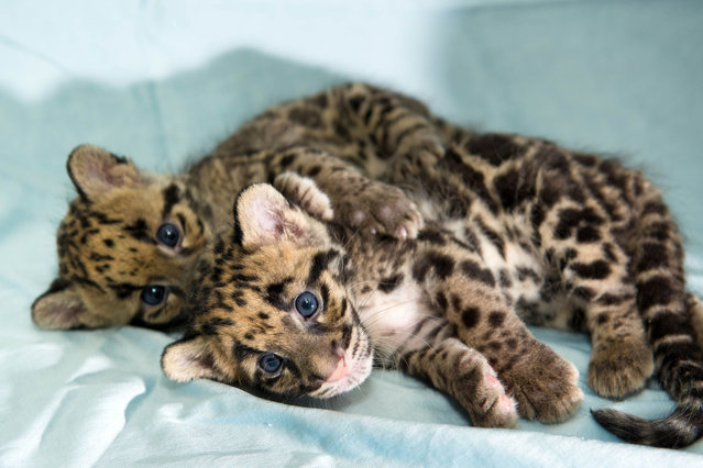 Pictured is the adorable pair of cubs, Kashi and Senja. This pair of adorable baby-blue eyed clouded leopard cubs have posed for some real P-AWW-traits with their cute first pictures. The darling duo were born at Houston Zoo, Texas, USA, earlier this year but are being shown for the first time. (Photo by Stephanie Adams/Caters News)