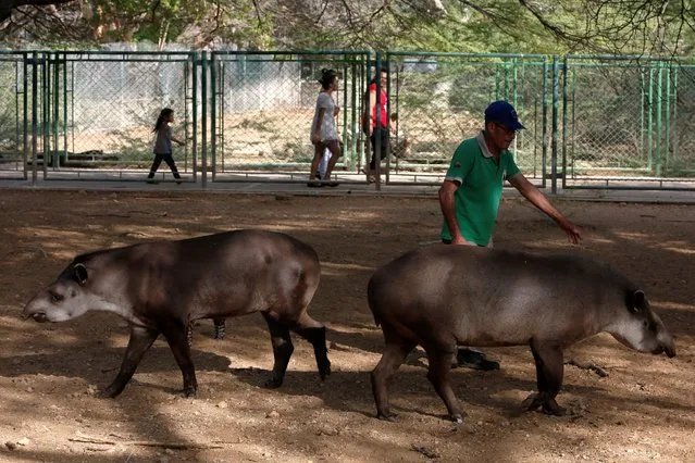 An employee walks with tapirs at the Paraguana zoo in Punto Fijo, Venezuela July 22, 2016. (Photo by Carlos Jasso/Reuters)