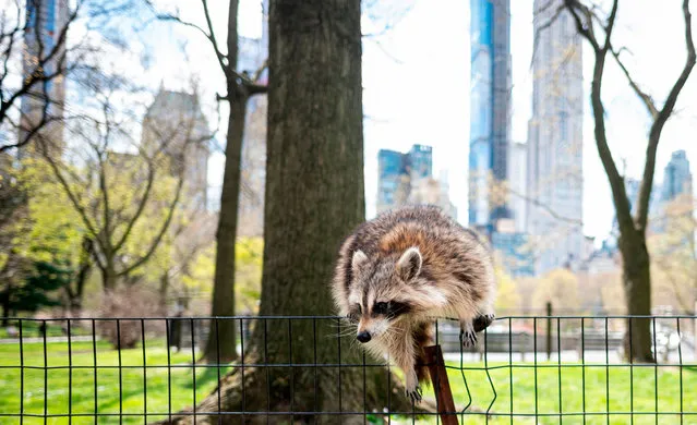 A racoon jumps over a fence in almost deserted Central Park in Manhattan on April 16, 2020 in New York City. Gone are the softball games, horse-drawn carriages and hordes of tourists. In their place, pronounced birdsong, solitary walks and renewed appreciation for Central Park's beauty during New York's coronavirus lockdown. The 843-acre (341-hectare) park – arguably the world's most famous urban green space – normally bustles with human activity as winter turns to spring, but this year due to Covid-19 it's the wildlife that is coming out to play. (Photo by Johannes Eisele/AFP Photo)