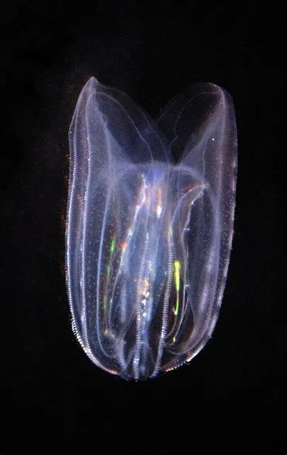 Comb jelly. (Photo by Pat Morris/Caters News)