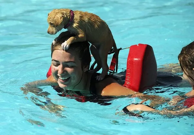 Lifeguard Bristen Kent swims around the pool as her 7-week-old puppy, Paisley, rides on her back during Doggie Splash Day 2016 on Saturday, July 30, 2016, at the Rose Park swimming pool in Abilene, Texas. (Photo by Tommy Metthe/Abilene Reporter-News via AP Photo)