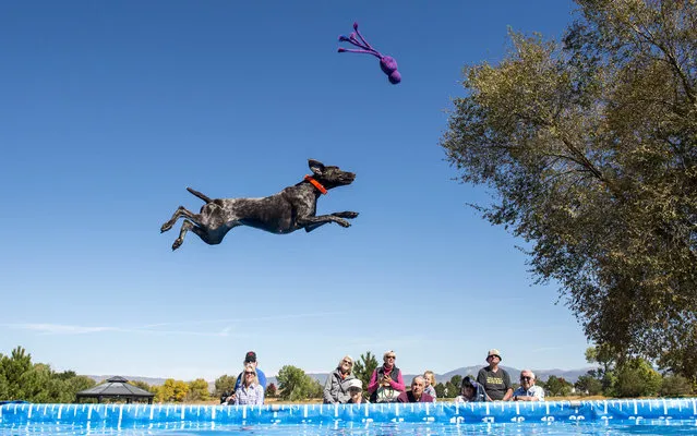 Phoenix competes in the Super Air semi-final at the Splash Dog national championships in Gardnerville, USA on October 1, 2017. (Photo by Brian Cahn/ZUMA Wire/Rex Features/Shutterstock)