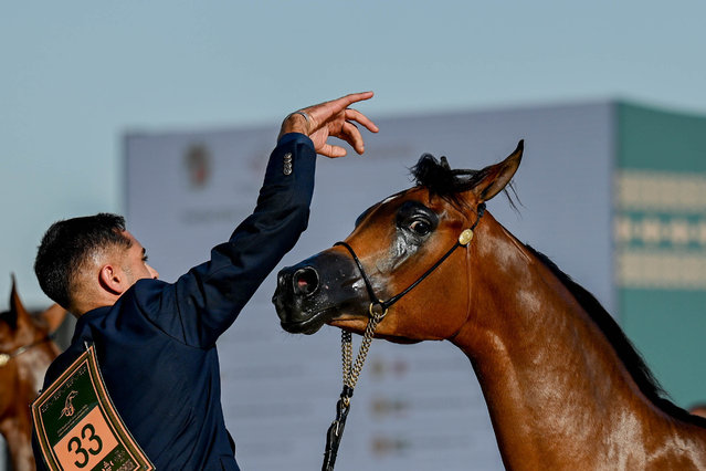 Horses compete during the 22nd Ajman Arabian Horse Championship in Dubai, United Arab Emirates, concluded with the participation of 289 horses from various countries, on January 11, 2025. (Photo by Waleed Zein/Anadolu via Getty Images)