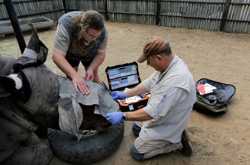Saving the Survivors Rhino in South Africa