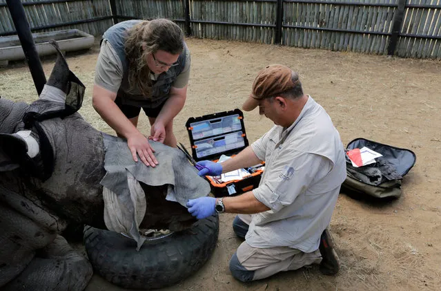 Dr Zoe Glyphis (L) and Dr Johan Marais (R) prepare a piece of elephant hide to cover the open wounds on the nose area of the three-years-old White male Rhino Wasinda, after he had his horns hacked off by poachers at a private game farm in the Free State Province, Clocolan, South Africa, 19 September 2017. (Photo by Kim Ludbrook/EPA/EFE)
