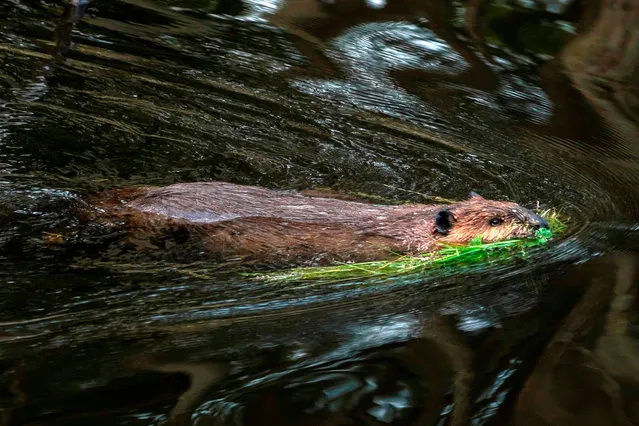 A beaver swims in the forest near Puerto Williams, Chile on February 05, 2020. With sharp teeth and surprising abilities for construction, the North American beaver has made the Chilean Patagonia its habitat since its arrival over half a century ago, but its voracious appetite for wood threatens the area's centenary forests. (Photo by Pablo Cozzaglio/AFP Photo)