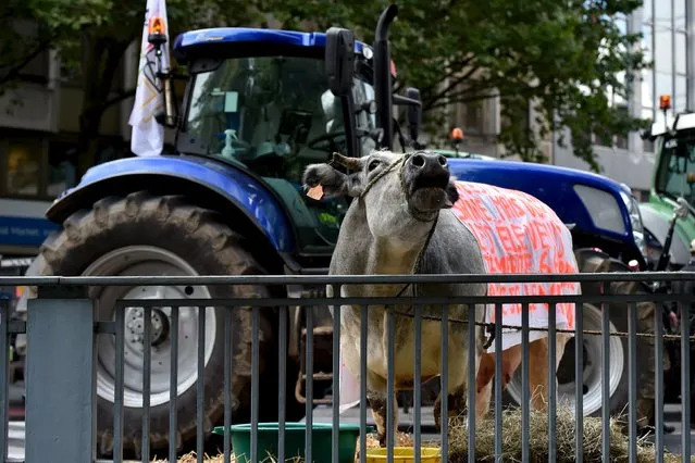 A cow is seen in central Brussels as farmers and dairy farmers from all over Europe take part in a demonstration outside a European Union farm ministers' emergency meeting at the EU Council headquarters in Brussels, Belgium September 7, 2015. (Photo by Eric Vidal/Reuters)