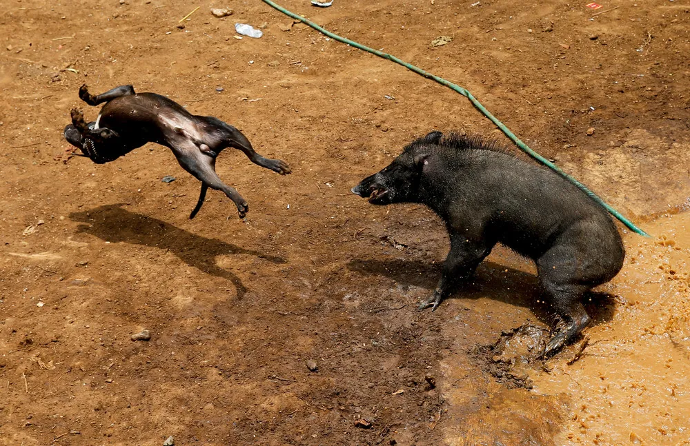Wild Boars against Dogs – Indonesian Fight Contest