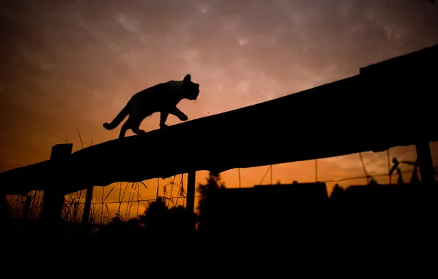 The silhouette of a cat walking on top of a fence stands out against the sky during sunrise near Sehnde, Germany, 16 September 2014. Indian summer, or Altweibersommer (old womens summer) in German, is a weather phenomenon which often brings sunny weather between mid-September and the start of October in parts of central Europe. (Photo by Julian Stratenschulte/EPA)