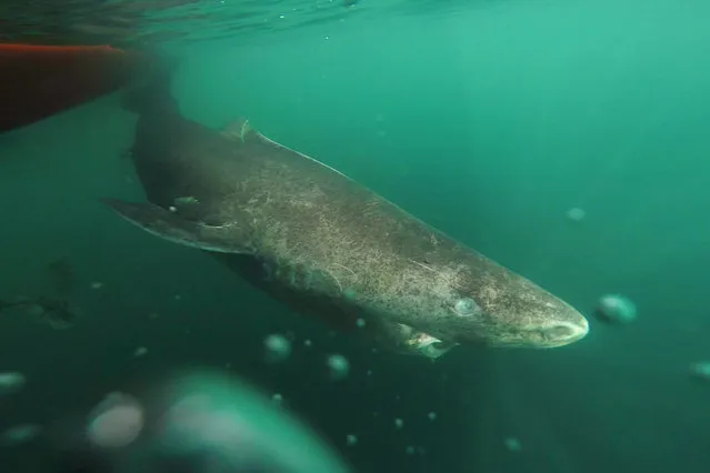 This undated photo made available by Julius Nielsen on August 11, 2016 shows a Greenland shark slowly swimming away from a boat, returning to the deep and cold waters of the Uummannaq Fjord in northwestern Greenland during tag -and- release program in Norway and Greenland. In a report released Thursday, Aug. 11, 2016, scientists calculate this species of shark is Earth’s oldest living animal with a backbone. They estimate that one of those they examined was born roughly 400 years ago, about the time of the Pilgrims in the U.S., and kept on swimming until it died only a couple years ago. (Photo by Julius Nielsen via AP Photo)