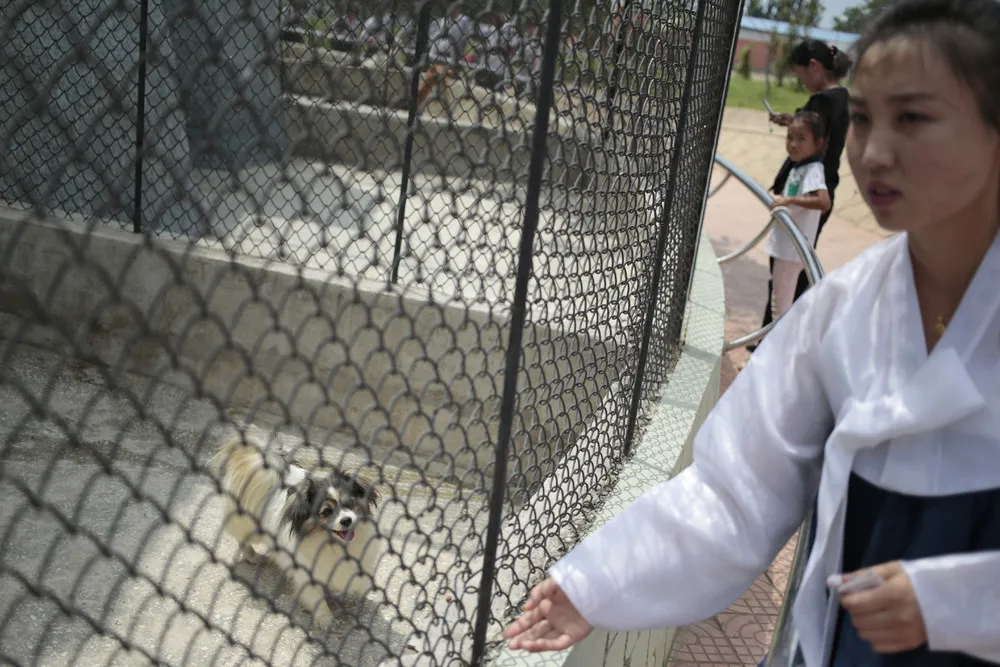 Lions, Tigers and Dogs: Korean Central Zoo