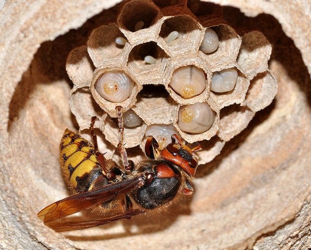 Deadly Insects Hornet