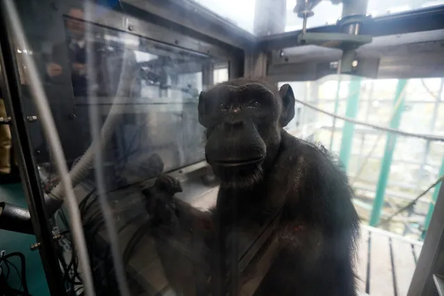 Chimpanzee Ai looks at visitors during a cognitive test at the Primate Research Institute of Kyoto University in Inuyama, Aichi Prefecture, central Japan, 29 November 2017 (issued 30 November 2017). The institute, established in 1967 to serve as a center for primate research in Japan, is marking its 50th anniversary this year. The research work 'Ai-project,' started in 1978 by Dr Tetsuro Matsuzawa, Primatologist and Distinguished Professor with the Kyoto University Institute for Advanced Study (KUIAS, Comparative Cognitive Science), aims at understanding chimpanzee cognition to know the evolutionary origins of the human mind. The research program studies the cognitive skills, through computer interface experiments, of female chimpanzee Ai, since her birth in 1977, and later her son Ayumu, who was born in 2000, at the Primate Research Institute of Kyoto University (KUPRI). The research has demonstrated that chimps have remarkable levels of intelligence showing a superior short term memory than humans. (Photo by Kimimasa Mayama/EPA/EFE)